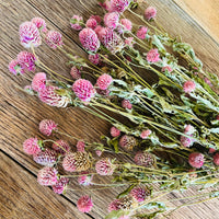 Naturally Dried  Strawberry Fields / Gomphrena Globasa