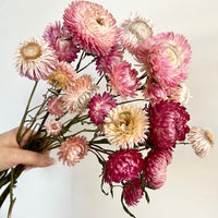 Naturally Dried Strawflower Daisy flower bunch - Helichrysum / Everlasting / Paper Daisy - stems / heads