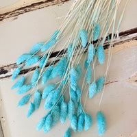 Dried Phalaris
