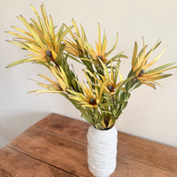 Naturally Dried Leucadendron - Australian Native