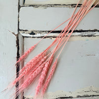 Dried Wheat