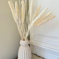 Dried Setaria / Foxtail Millet