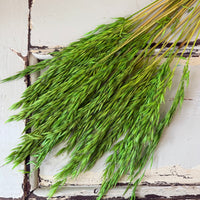 Naturally Dried / Coloured Oat / Avena