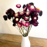 Naturally Dried Strawflower Daisy flower bunch - Helichrysum / Everlasting / Paper Daisy - stems / heads