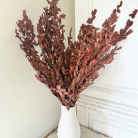 Preserved Eucalyptus / Gum