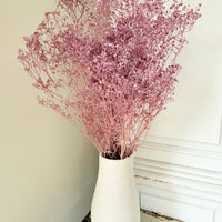 Preserved Broom Bloom / Genista