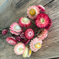 Naturally Dried Strawflower Daisy flower bunch - Helichrysum / Everlasting / Paper Daisy - stems / heads