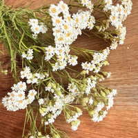 Naturally Dried Ixodia Mini Daisy / Mountain Daisy - White