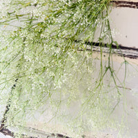 Preserved Delicate Baby's Breath - Gypsophila