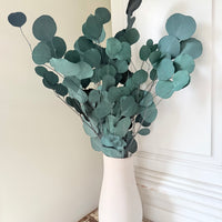 Preserved Eucalyptus / Gum