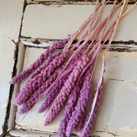 Dried Setaria / Foxtail Millet