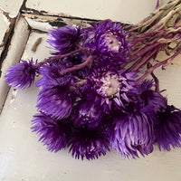 Preserved Heath Aster | Rock Flower