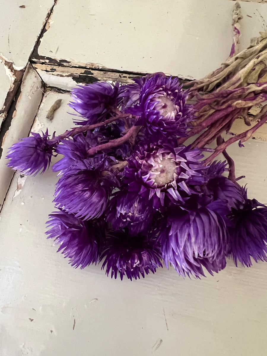 Preserved Heath Aster | Rock Flower