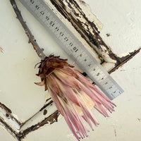 Naturally Dried Banksia & King Protea & Protea - Australian Native