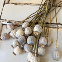Dried Poppy Pods / Papaver - natural brown