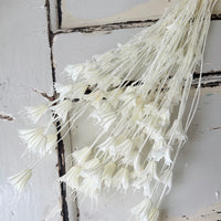 Naturally Dried / Coloured Nigella Flower