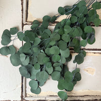 Preserved Eucalyptus / Gum