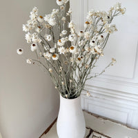 Naturally Dried Mini Everlasting Paper Daisy / Ammobium Daisy / Winged Everlasting - White