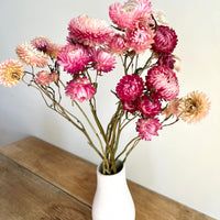Naturally Dried Strawflower Daisy flower bunch - Helichrysum / Everlasting / Paper Daisy - stems / heads