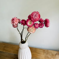Naturally Dried Strawflower Daisy flower bunch - Helichrysum / Everlasting / Paper Daisy - stems / heads