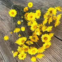 Naturally Dried Mini Paper Daisy / Sticky Everlasting Mini Daisy /Xerochrysum Viscosum- Yellow