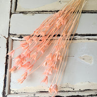 Naturally Dried / Coloured Nigella Flower