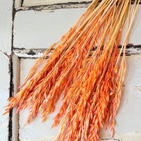 Naturally Dried / Coloured Oat / Avena