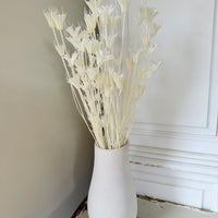 Naturally Dried / Coloured Nigella Flower