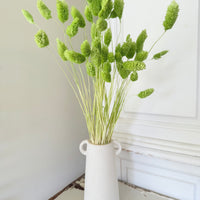 Dried Phalaris
