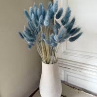 干兔尾/兔尾草
