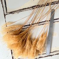 Naturally Dried Reed Canary Grass / Mischanthus Grass / Mini Pampas Grass