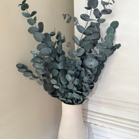 Preserved Eucalyptus / Gum