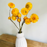 Naturally Dried Strawflower Daisy flower bunch - Helichrysum / Everlasting / Paper Daisy - stems / heads
