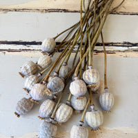 Dried Poppy Pods / Papaver - natural brown