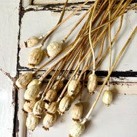 Naturally Dried Poppy Pods / Papaver - natural brown