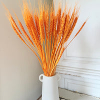 Dried Wheat