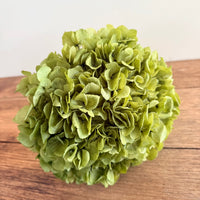绣球花保存茎