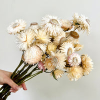 Naturally Dried Strawflower Daisy flower bunch - Helichrysum / Everlasting / Paper Daisy - stems / heads