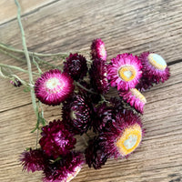 Naturally Dried Strawflower Daisy flower bunch - Helichrysum / Everlasting / Paper Daisy - stems / heads