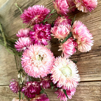 Naturally Dried Strawflower Daisy flower bunch - Helichrysum / Everlasting / Paper Daisy - stems / heads