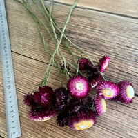 Naturally Dried Strawflower Daisy flower bunch - Helichrysum / Everlasting / Paper Daisy - stems / heads