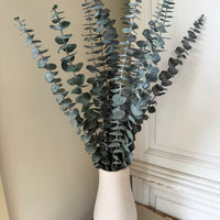 Preserved Eucalyptus / Gum