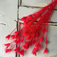 Naturally Dried / Coloured Nigella Flower