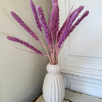 Dried Setaria / Foxtail Millet