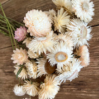 Naturally Dried Strawflower Daisy flower bunch - Helichrysum / Everlasting / Paper Daisy - stems / heads