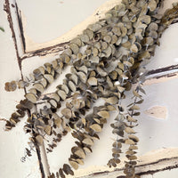 Preserved Eucalyptus / Gum