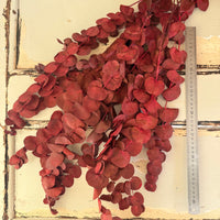 Preserved Eucalyptus / Gum