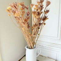 Naturally Dried / Coloured Nigella Flower