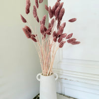 Dried Phalaris