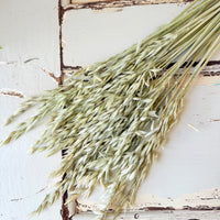 Naturally Dried / Coloured Oat / Avena
